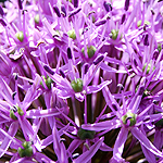 Allium