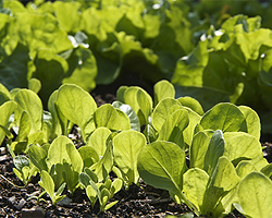 Gartentipps im Mai für Aussaat