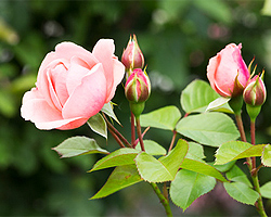 Gartentipps im Mai für Rosentriebe