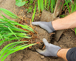 Gartentipps im Mai für Vermehrung