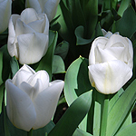 Tulpen weiß