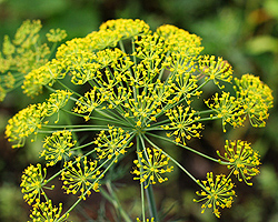 Dill Dill