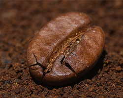 Kaffeesatz als Dünger Kaffeesatz als Dünger