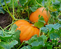 Gartentipps im September für Kürbisse und Zucchini