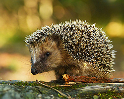 Igel