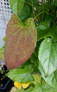 Rote Blätter an Schwarzäugiger Susanne Rote Blätter an Schwarzäugiger Susanne