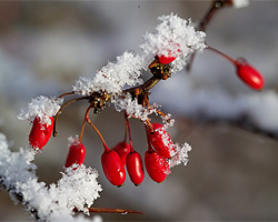 Winterschutz