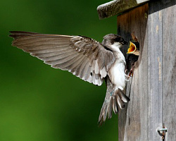 Nistkästen für Vögel Nistkästen für Vögel