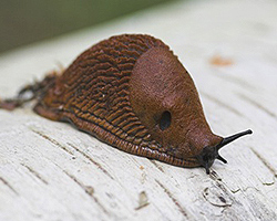 Nacktschnecke Nacktschnecke