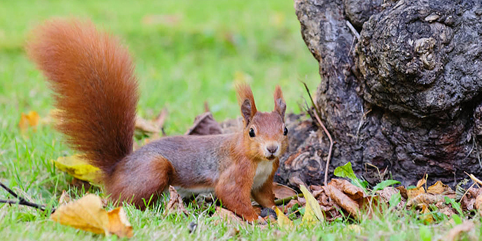 Eichhörnchen: niedlich, possierlich, schädlich?