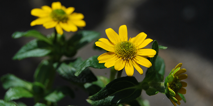 Husarenknopf – Sonnenblumen im Kleinformat