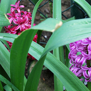Hyazinthen im Garten