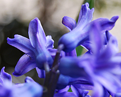 Hyazinthenblüte Hyazinthenblüte