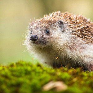 Igel mit Schnecke