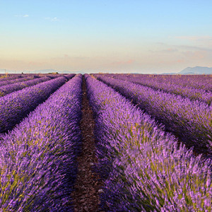 Lavendel
