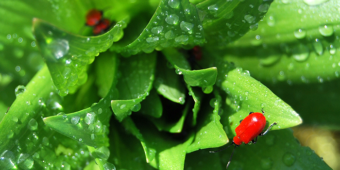 Lilienhähnchen bekämpfen – so werden Sie die Plagegeister wieder los