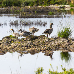 Enten im Moor