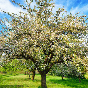 Obstbäume im Frühling