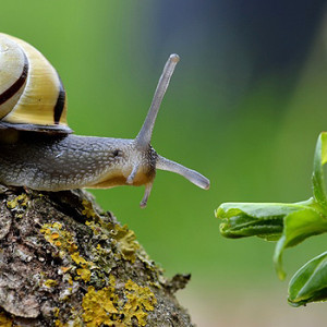 Schnecke