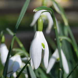 Schneeglöckchen im Garten
