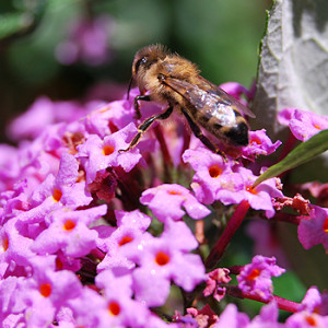 Sommerflieder