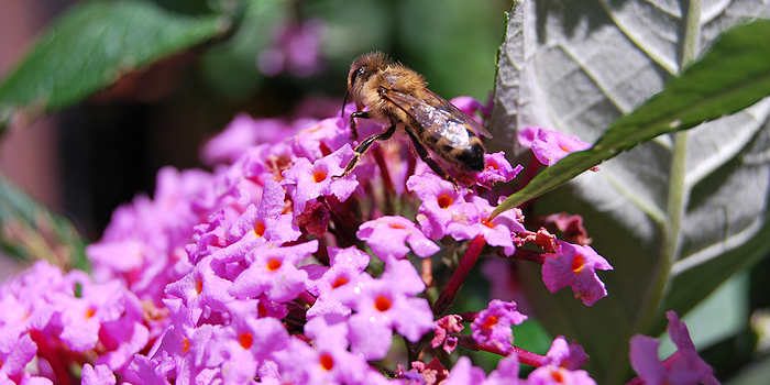 Schnipp, schnapp, Triebe ab – Sommerflieder schneiden