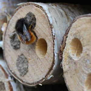 Wildbiene im Insektenhotel