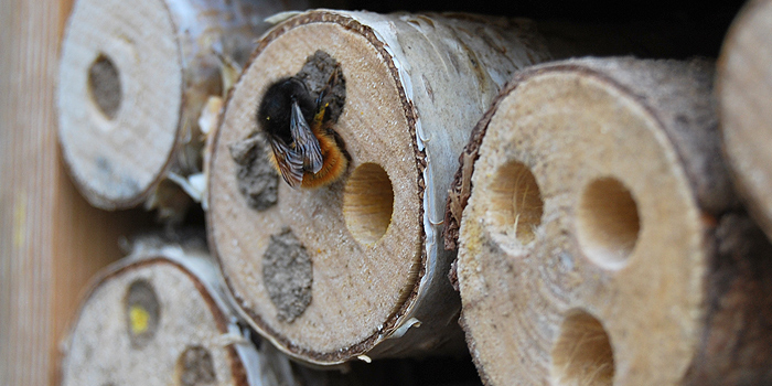 Übernachtung mit Frühstück: das Insektenhotel