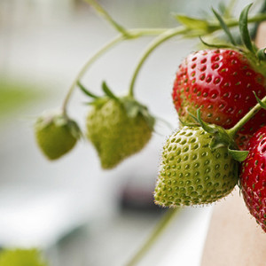 Erdbeeren im Topf
