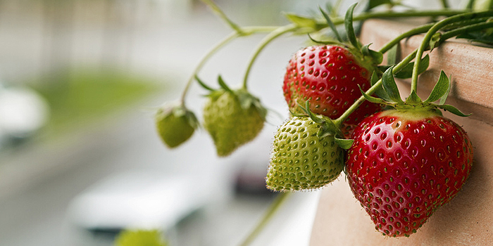 Erdbeeren im Topf