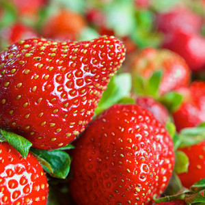 Erdbeeren im Freiland