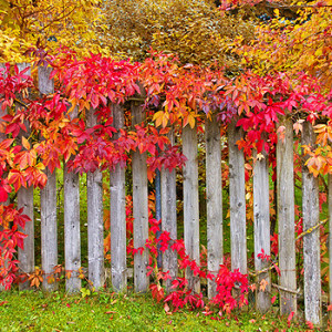 Garten im Herbst