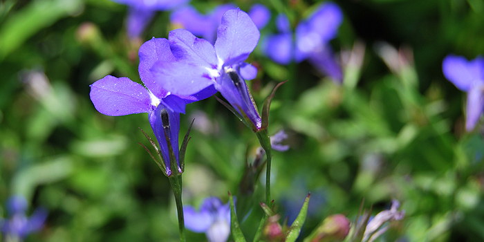 Männertreu: üppiger Sommerblüher mit blauen Blüten