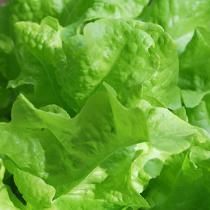 Salat