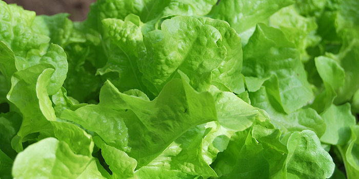 Salat im Garten anbauen – Vitamine rund ums Jahr