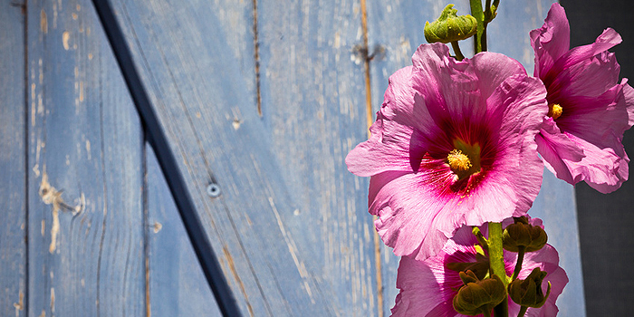 Stockrosen: tolle Sommerblumen – nicht nur im Bauerngarten