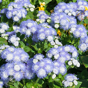 Leberbalsam