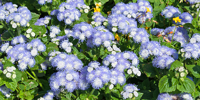 Leberbalsam – üppige Blütenpracht für Garten, Terrasse und Balkon