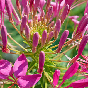 Spinnenblume