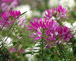 Spinnenblume Spinnenblume