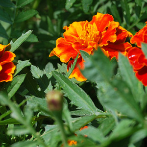 Tagetes
