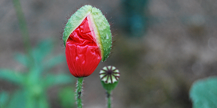 Mohn