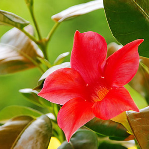 Dipladenia