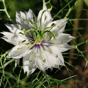 einjährige Blumen Nigella