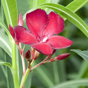Oleander