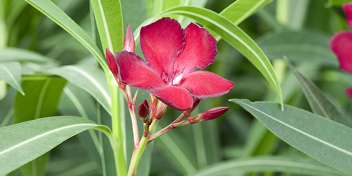 Oleander verleiht Balkon und Terrasse ein mediterranes Flair