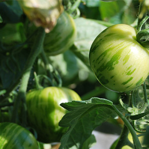 Tomaten im Kübel