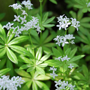 Waldmeister