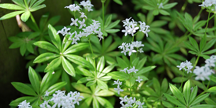 Waldmeister – heimische Waldstaude als hübscher Bodendecker