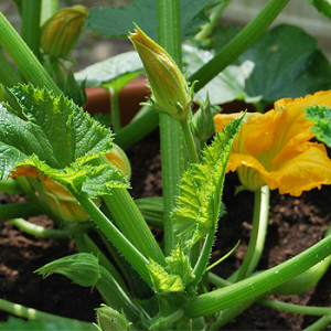 Zucchini im Kübel